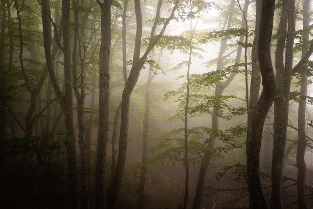 Forêt embrumée